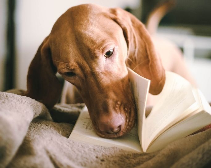 Pet Owner Tips